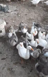 قوغاز