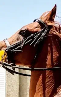 معاوضه اسب با گوسفند