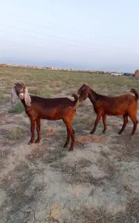 دوعدد بزغاله ماده  پاکستانی دوتاباهم یکجا فقط