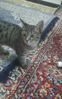 دوعددگربه