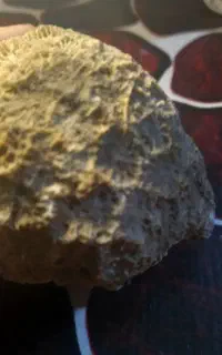 سنگ مرجان
