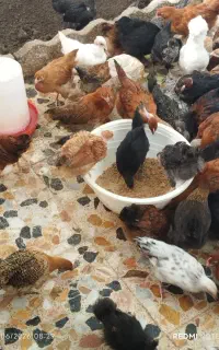 تعدادی جوجه محلی