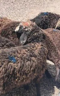 بره شیرخور