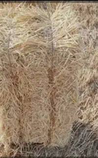 فروش سرچینه های تر  وخشک هرروز