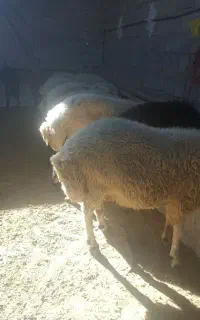 بره