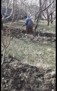 کارگر باغ ،باغبانی وبیل زنی