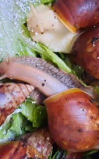 حلزون آچاتینا