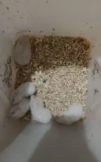 همستر مادر و بچه همستر