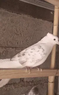 کفتر