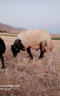 گوسفند نر قوچ توگله ۹۰کیلوه ۶۵میلیون فوری
