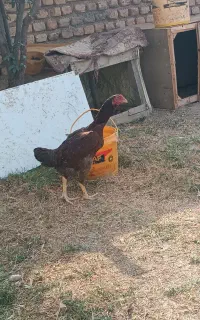 مرغ لاری و محلی
