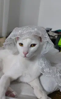 واگذاری گربه سفید نژاد وان ترکی