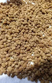 توت خشک خوراکی سفید فروشی 650