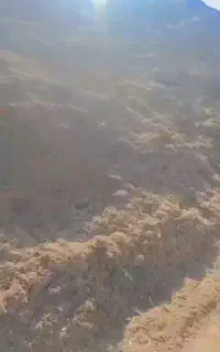 کاه نیشکر برداشت امسال بدون خاک و رطوبت