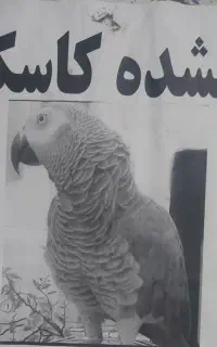 کاسکو گمشده یابنده مژدگانی ارزشمندی می‌گیرد.