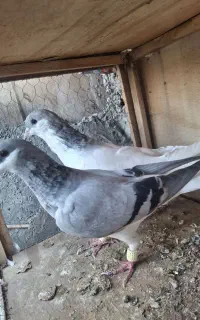 کبوتر کو بدرنگ شصتی