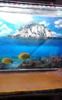 آکواریوم