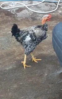 خروس جوان تازه