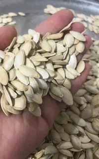 تخمه کدو