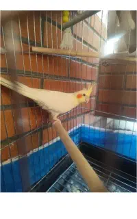 عروس هلندی