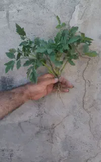 شیتیل گوجه برای مصرف کننده
