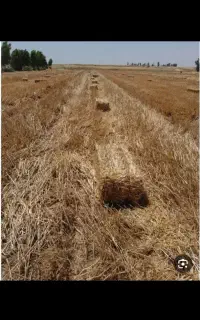 عدل کاه جو تازه درو شده