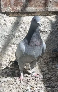 جوجه سبز
