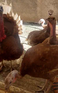 فروش مرغ وخروس  وبوقلمون محلی