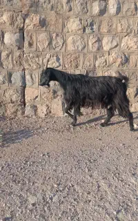 اهو کوهی