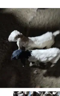 گوسفند گم شدن