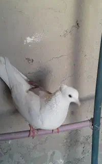 کفتر
