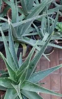 تعداد ۳۰ عدد گلدان الوورا کوچک متوسط وبزرگ