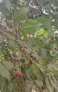 آلبالو