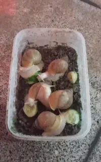 حلزون پخش عمده و ارزان