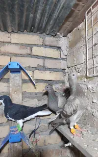 مقلف 7 پری خطی و رنگی