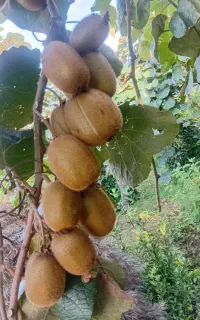 کود ارگانیک سلامت (مهندس محمودی)