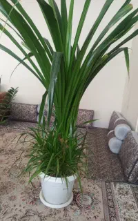 فروش گل پاندانوس