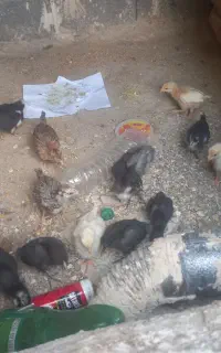 لیوان پرپا
