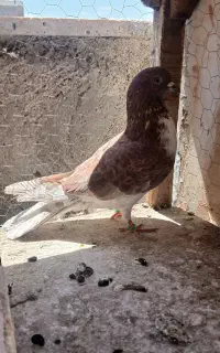 کبوتر گم شده