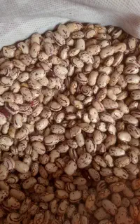لوبیا ثمین بذر