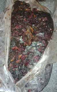 خرما ربی