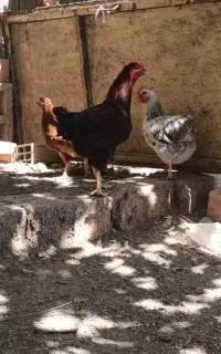 خروس