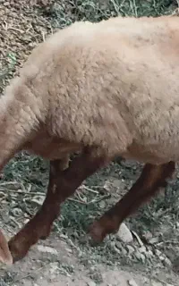 ماده بره چاق.