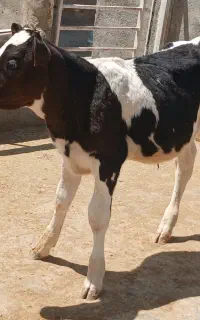 فروش گوساله نر
