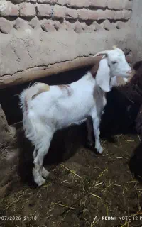 فروش بز