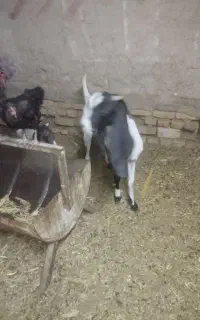 دوعدد بز پاکسانی
