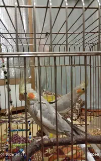 عروس هلندی نر و ماده بازیگوش