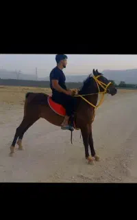 اسب نریان