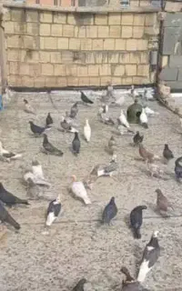 کبوتر یزدی ۳۰ عدد