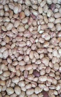 حبوبات،لوبیا چیتی،نخود،عدس